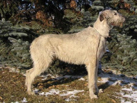 J.T. Jack Legenda Belfast - Midas